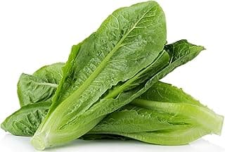 3000 Parris Island Cos Romaine Lettuce Seeds - 4+ Grams - Heirloom Non-GMO USA Grown Premium Vegetable Seeds for Planting - by RDR Seeds