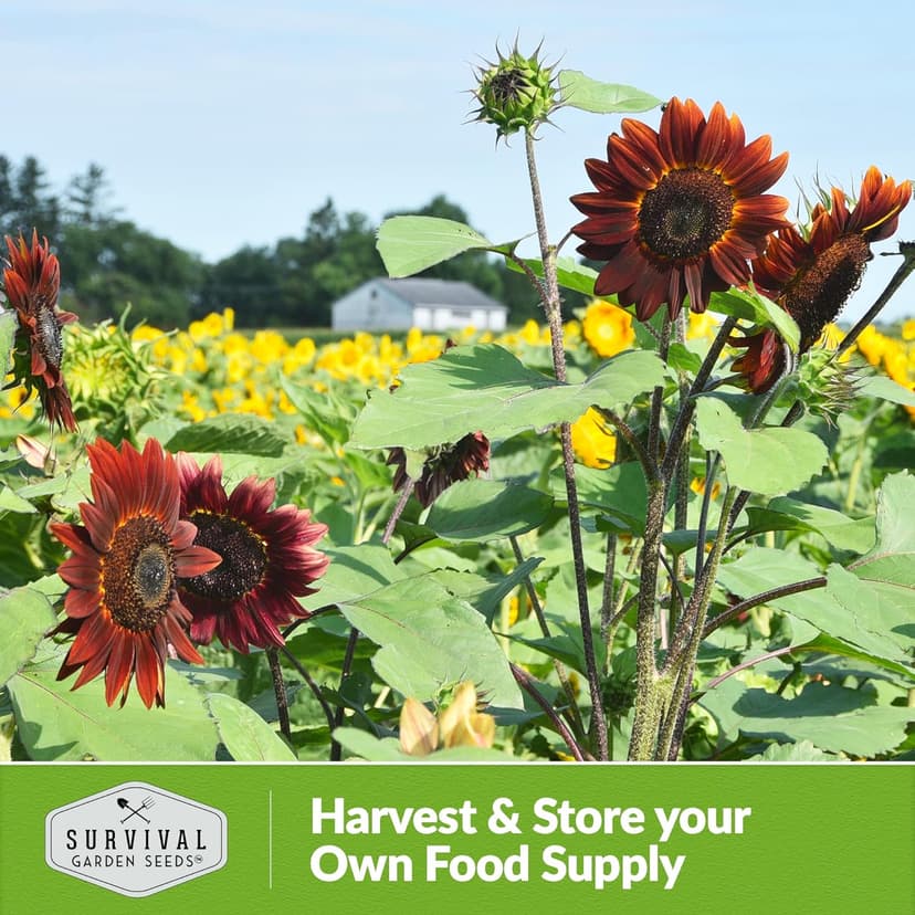 Survival Garden Seeds Chocolate Cherry Sunflower Seed for Planting - Packet with Instructions to Plant & Grow Beautiful Flowers in Your Home Vegetable & Flower Garden - Non-GMO Heirloom Variety (1)