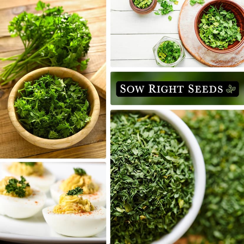 Sow Right Seeds - Curly Leaf Parsley Seed for Planting - Non-GMO Heirloom Packet with Instructions to Plant and Grow a Kitchen Herb Garden - Indoor or Outdoor - Great for Hydroponics Growing (1)