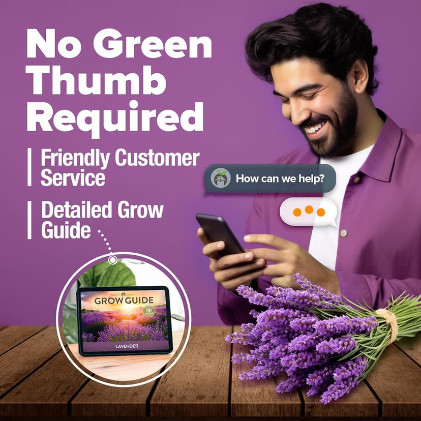 HOME GROWN 𝗣𝗥𝗘𝗠𝗜𝗨𝗠 English Lavender Seeds 2 Pack,3000 𝗡𝗢𝗡-𝗚𝗠𝗢,𝗨𝗦𝗔-𝗦𝗢𝗨𝗥𝗖𝗘𝗗 Wildflower Seed for Planting Indoor/Outdoor,High Germination,Plant Flower Seeds(Lavandula antustifolia)