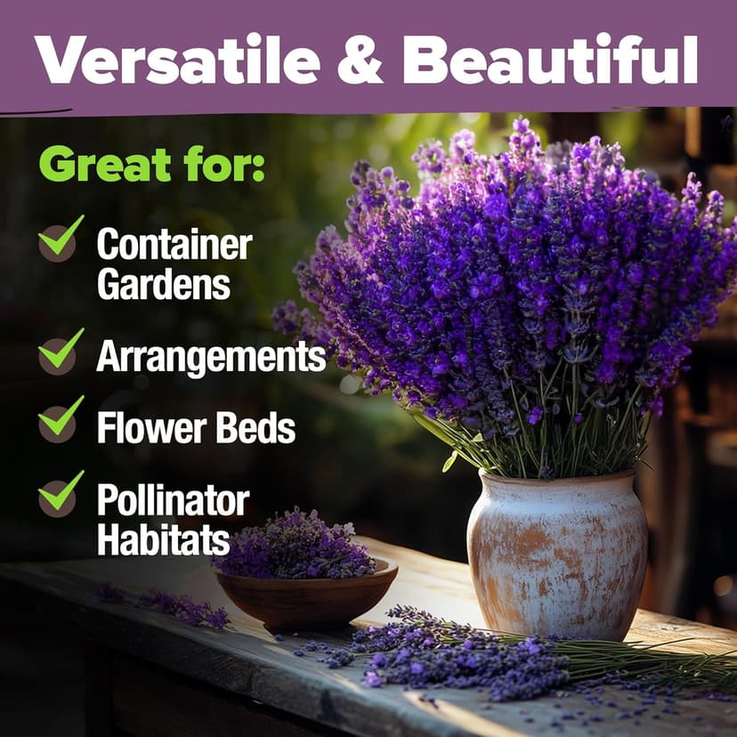 HOME GROWN 𝗣𝗥𝗘𝗠𝗜𝗨𝗠 English Lavender Seeds 2 Pack,3000 𝗡𝗢𝗡-𝗚𝗠𝗢,𝗨𝗦𝗔-𝗦𝗢𝗨𝗥𝗖𝗘𝗗 Wildflower Seed for Planting Indoor/Outdoor,High Germination,Plant Flower Seeds(Lavandula antustifolia)
