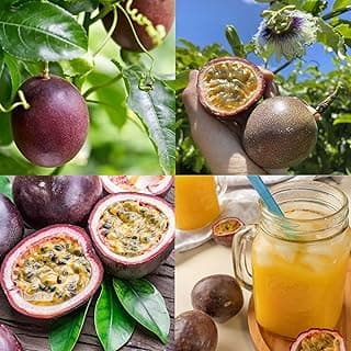 Passion Fruit Seeds for Planting - 20 Seeds Passion Seeds Passiflora Giant Granadilla Grow Your Own Plant Gardening Gift
