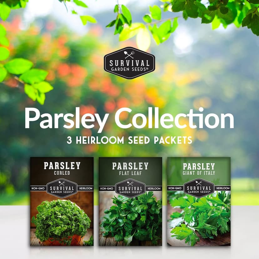 Parsley Seed Collection - Italian Giant, Curled, Flat Leaf - 3 Packets of Non-GMO Heirloom Open-Pollinated to Plant in a Vegetable or Herb Garden - Seed Saver Instructions - Survival Garden Seeds