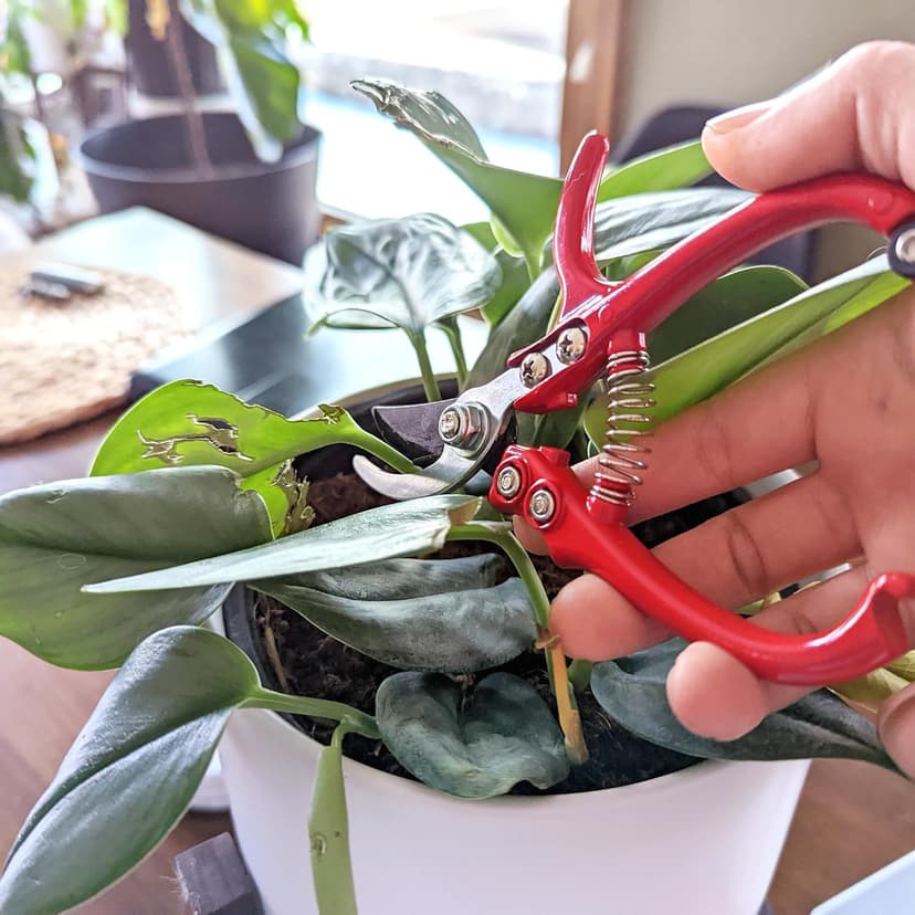 7Penn Garden Pruning Shears - 2pc Straight and Curved Sharp Blade Gardening Hand Tools with Red Ergonomic Grip Handles