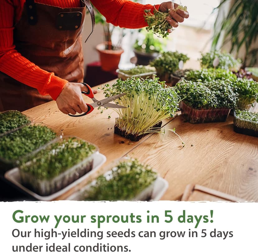 HOME GROWN Microgreens & Sprouts Salad Seeds Mix – 16oz Resealable Mylar Pack – Broccoli, Alfalfa, Radish, Clover – Heirloom 𝗡𝗢𝗡-𝗚𝗠𝗢 Seeds for Healthy Indoor Growing & Juicing