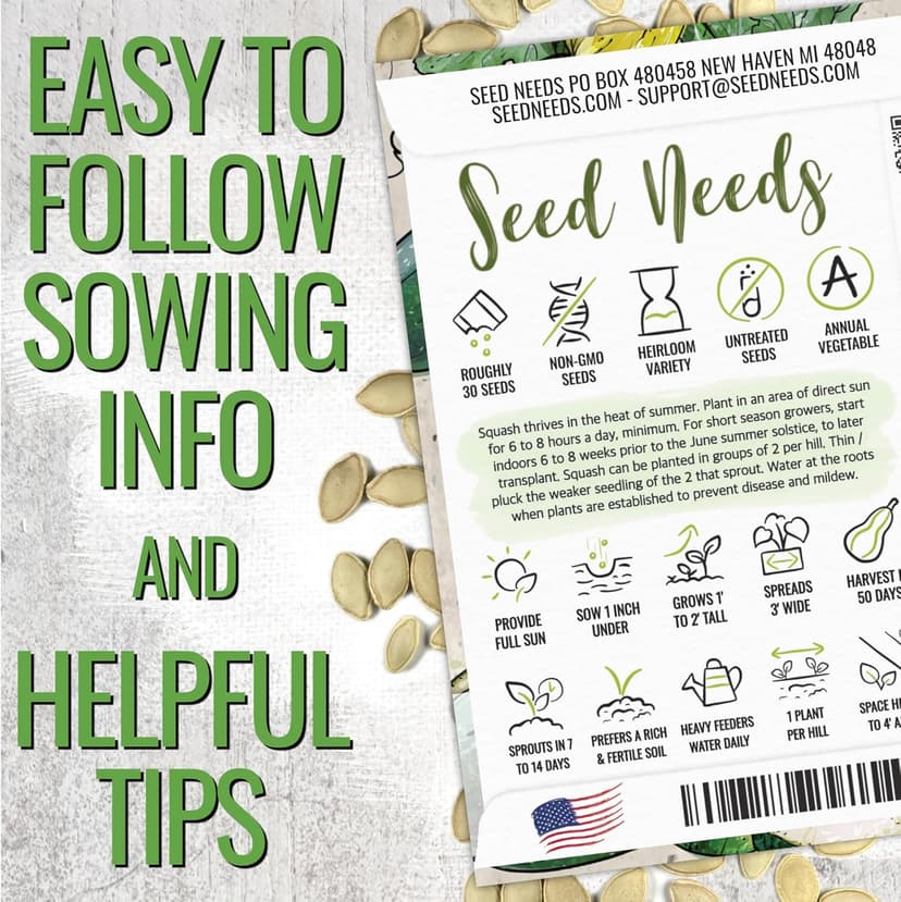 Seed Needs Zucchini Seeds for Planting Black Beauty Summer Squash - Non-GMO, Heirloom & Untreated - Prolific Yields of Delicious Zucchinis in a Home Grown Outdoor Vegetable Garden (1 Pack)