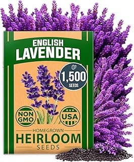 HOME GROWN 𝗣𝗥𝗘𝗠𝗜𝗨𝗠 English Lavender Seeds 1,500 𝗡𝗢𝗡-𝗚𝗠𝗢,𝗨𝗦𝗔-𝗦𝗢𝗨𝗥𝗖𝗘𝗗 Herb Seeds, Wildflower Seed for Planting Indoor/Outdoor,High Germination,Plant Flower(Lavandula antustifolia)