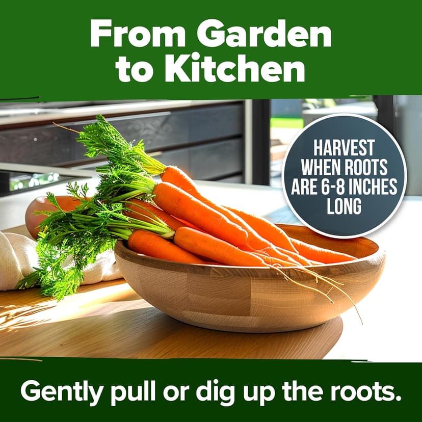 HOME GROWN Tendersweet Carrots Pack (Daucus carota subsp. sativus) - 3000 𝗡𝗢𝗡-𝗚𝗠𝗢 𝗨𝗦𝗔-𝗦𝗢𝗨𝗥𝗖𝗘𝗗 Heirloom Seeds for Planting Outdoors - High-Germination Vegetable for a Lush Garden
