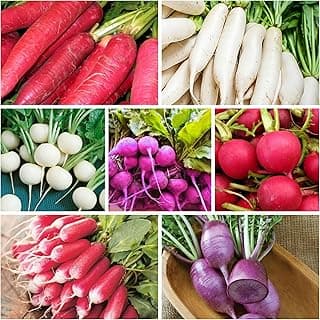 7 Types Radish Seeds Pack for Planting -900+ Including Cherry Belle, Watermelon Radish, Purple Plum and Daikon Individually Packed, Red Radish, Mixed Radish Seeds for Home Outdoor
