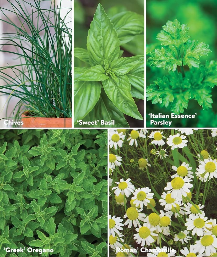 Burpee Culinary Classics Garden Collection 10 Packets of Non-GMO Chives, Cilantro, Basil, Sage, Thyme, Dill, Parsley, Chamomile, Marjoram & Oregano | Kitchen Herb Variety Pack, Seeds for Planting