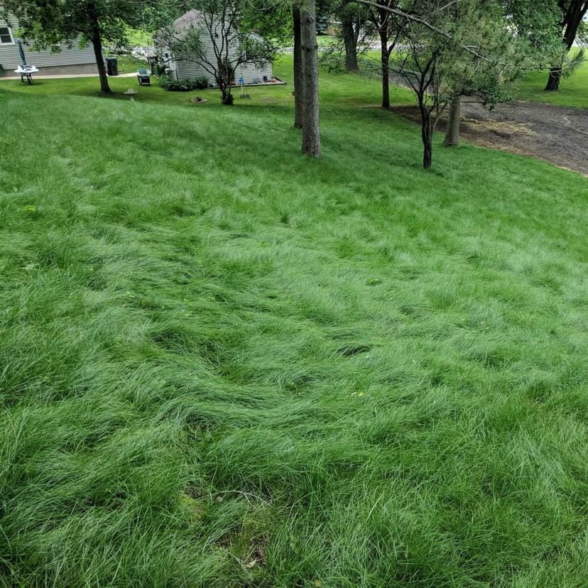 Outsidepride Legacy Fine Fescue Grass Seed Mix - 5 lbs. Shade & Sun Tolerant Blend of Hard Fescue, Chewings Fescue & Creeping Red Fescue with OptiGrowth Coating for Better Establishment