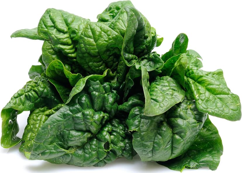 500 Bloomsdale Spinach Seeds - Heirloom Non-GMO USA Grown - for Use Indoors, Outdoors, or with Hydroponics by RDR Seeds