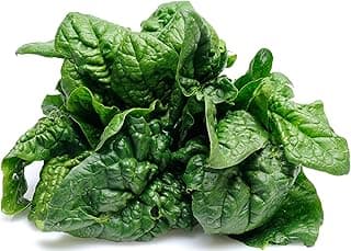 500 Bloomsdale Spinach Seeds - Heirloom Non-GMO USA Grown - for Use Indoors, Outdoors, or with Hydroponics by RDR Seeds
