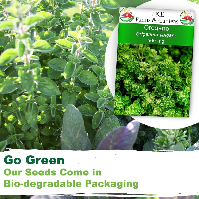 Oregano Seeds for Planting, 3000+ Non-GMO Heirloom Seeds, 500mg, Open Pollinated Perennial Herb, Origanum vulgare, for Indoor & Outdoor Gardens, Qty 1