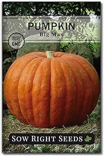 Sow Right Seeds - Big Max Pumpkin Seeds for Planting - Non-GMO Heirloom Packet with Instructions to Plant a Home Vegetable Garden - Decorative Autumn Variety for Carving - Giant Fast Growing (1)