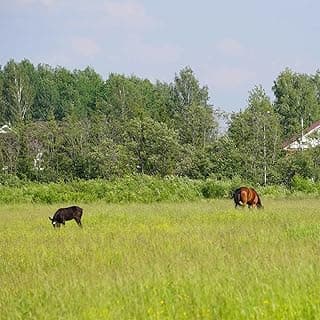 Outsidepride Horse Choice Pasture & Livestock Grass Seed Mix - 25 Lbs Perennial, Drought Tolerant, Cold Hardy, & High Yield Lawn Grass Seeds for Grazing, Hay, Silage, & Greenchop