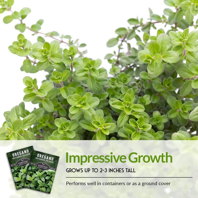 1 Pack Oregano Seed for Planting - Packet with Instructions to Grow in Origanum Vulgare Herbs Your Home Vegetable Garden - Non-GMO Heirloom Variety - Survival Garden Seeds