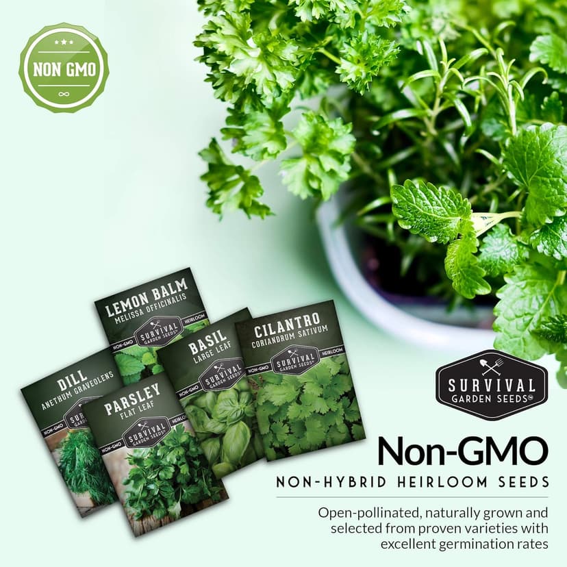 Survival Garden Seeds Herb Collection Seed Vault - Parsley, Cilantro, Basil, Lemon Balm, Dill - Non-GMO Heirloom Survival Garden Seeds for Planting - Grow Herbs Indoors Year Round