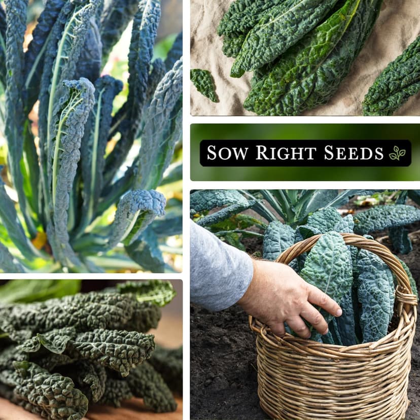 Sow Right Seeds - Lacinato Kale Seed for Planting - Non-GMO Heirloom Packet with Instructions to Plant a Home Vegetable Garden - Very Nutritious Superfood, Grow This Dinosaur Variety (1)