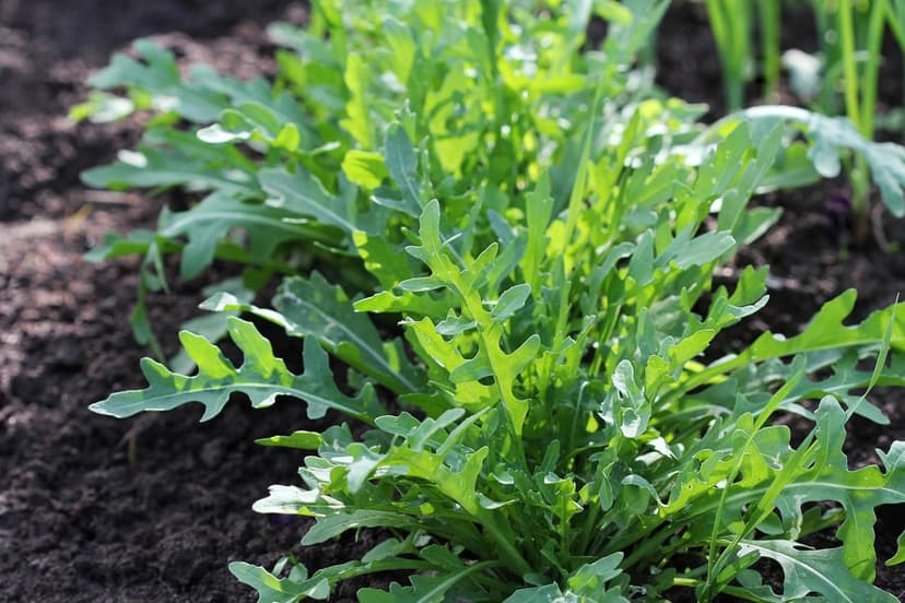 Arugula Seeds for Planting, Slow Bolt, 800+ Heirloom, Non-GMO Vegetable Seeds, Grow Peppery Greens Indoors or Outdoors, Perfect for Microgreens, Includes Instructions, Qty 1