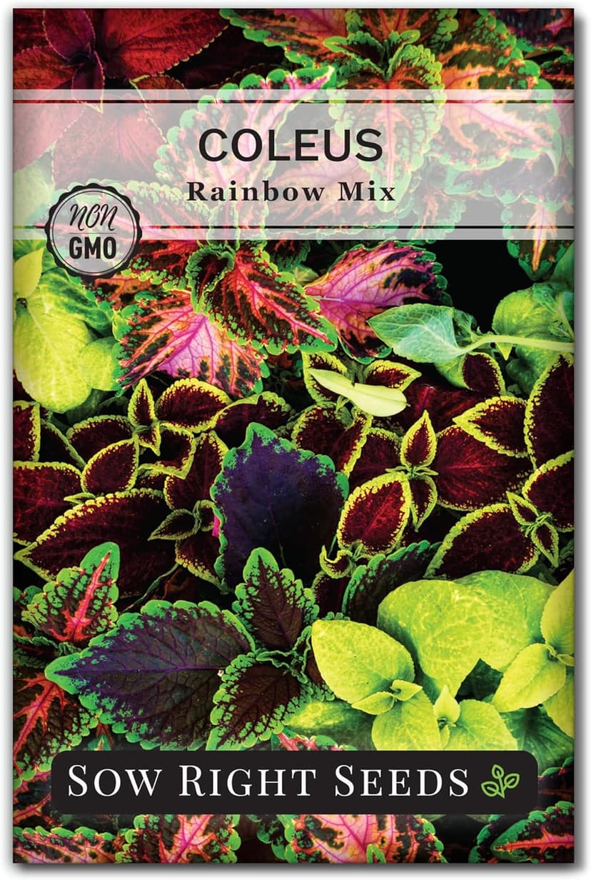 Sow Right Seeds - Coleus Rainbow Mix Seeds for Planting - Beautiful Flowers to Plant in a Home Garden - Indoors or Outdoors - Non-GMO Heirloom Seeds - Attractive & Colorful - Great Gardening Gift (1)