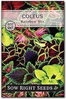 Sow Right Seeds - Coleus Rainbow Mix Seeds for Planting - Beautiful Flowers to Plant in a Home Garden - Indoors or Outdoors - Non-GMO Heirloom Seeds - Attractive & Colorful - Great Gardening Gift (1)