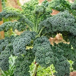 1000 Seeds Kale Seeds for Planting, Heirloom, Non-GMO Vegetable Variety - Great for Indoor, Outdoor Open Pollinated