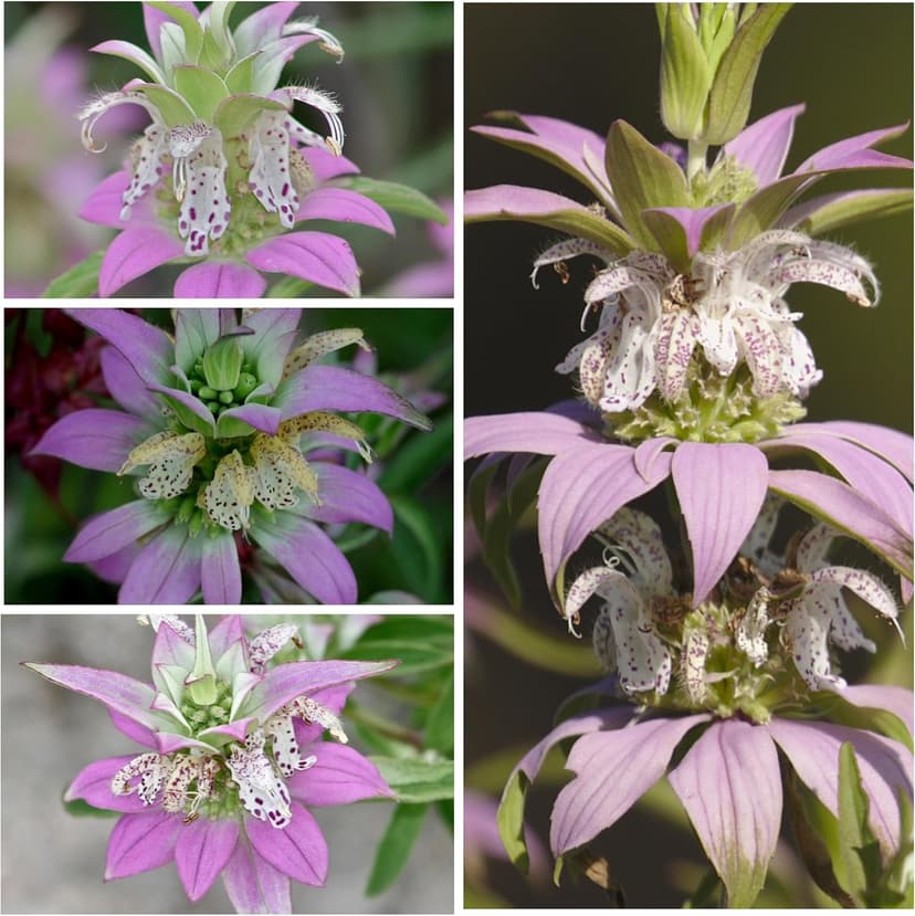 Seed Needs Spotted Bee Balm Seeds - 300 Heirloom Seeds for Planting Monarda punctata - Medicinal Horsemint Herb, Open Pollinated, Attracts Pollinators (1 Pack)