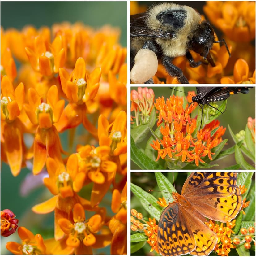 Seed Needs Orange Butterfly Milkweed Seeds for Planting - Heirloom & Untreated - Grow a Butterfly Garden to Attract Monarch Butterflies & Pollinators (2 Packs)