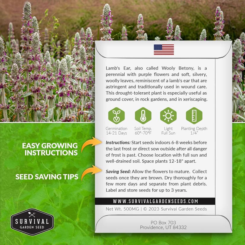 Lamb's Ear Seeds for Planting - 1 Packet with Instructions to Plant & Grow Lambs Ear Plant, Shade & Drought Tolerant Wooly Betony in Your Home Garden - Non-GMO Heirloom Variety - Survival Garden Seeds