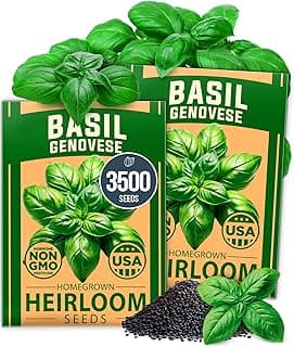 HOME GROWN Genovese Basil Seeds 2 Pack - 3500 𝗡𝗢𝗡-𝗚𝗠𝗢 𝗨𝗦𝗔 Heirloom Basil Seeds for Planting (Ocimum basilicum) - Herb Seeds for Indoor & Outdoor Gardening - Grow for Culinary Use