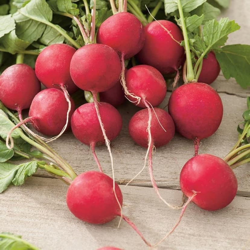7 Types Radish Seeds Pack for Planting -900+ Including Cherry Belle, Watermelon Radish, Purple Plum and Daikon Individually Packed, Red Radish, Mixed Radish Seeds for Home Outdoor