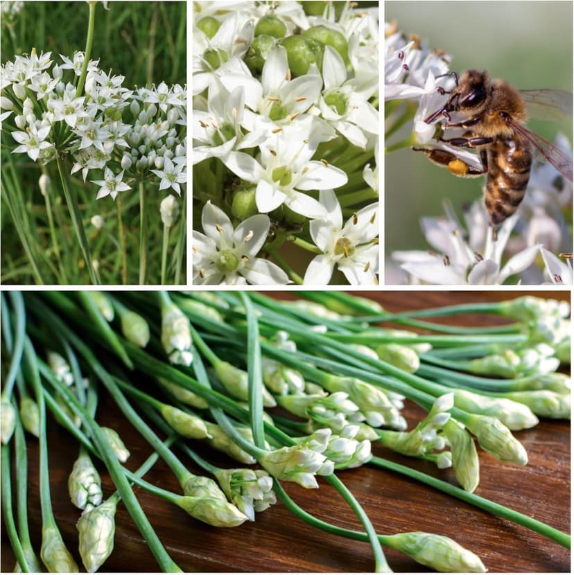 Seed Needs Chive Seeds for Planting Garlic Chives - Non-GMO Heirloom & Untreated Perennial Herbs to Grow an Indoor or Outdoor Home Herb Grown Garden (1 Pack)