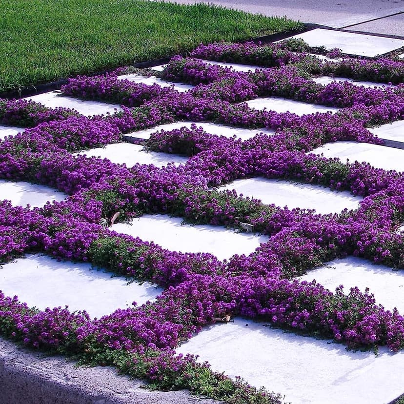 21000+ Creeping Thyme Seeds for Planting Outdoor -Perennial Flowers Plant in Home Garden Backyard Non-GMO