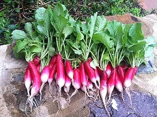 1200 French Breakfast Radish Seeds for Planting 14 Grams of Seeds Organic Heirloom Non GMO Garden Vegetable Bulk Survival