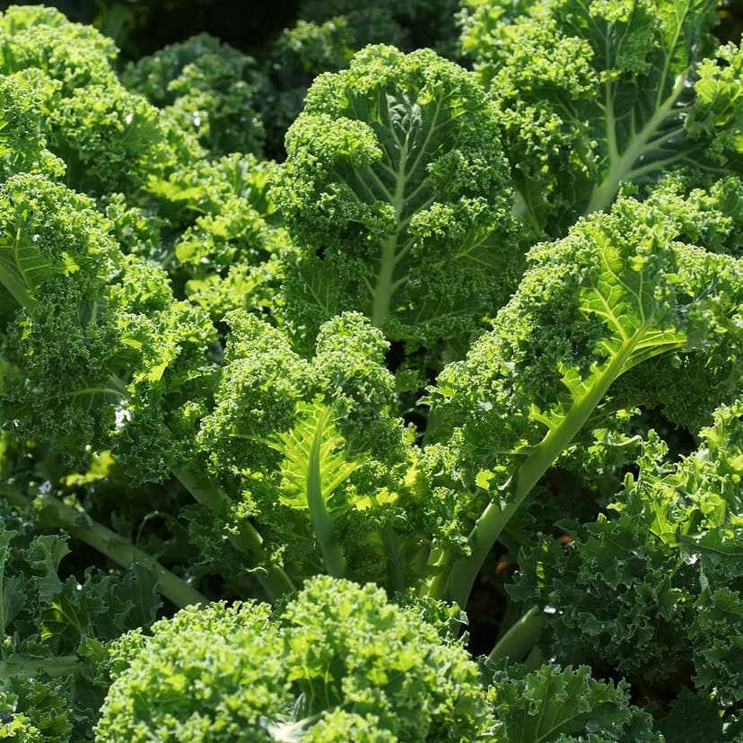 Organic Kale Seeds (Vates Blue Scotch Curled) - Approx 500 Seeds - USDA Organic, Non-GMO, Open Pollinated, Heirloom, USA Origin