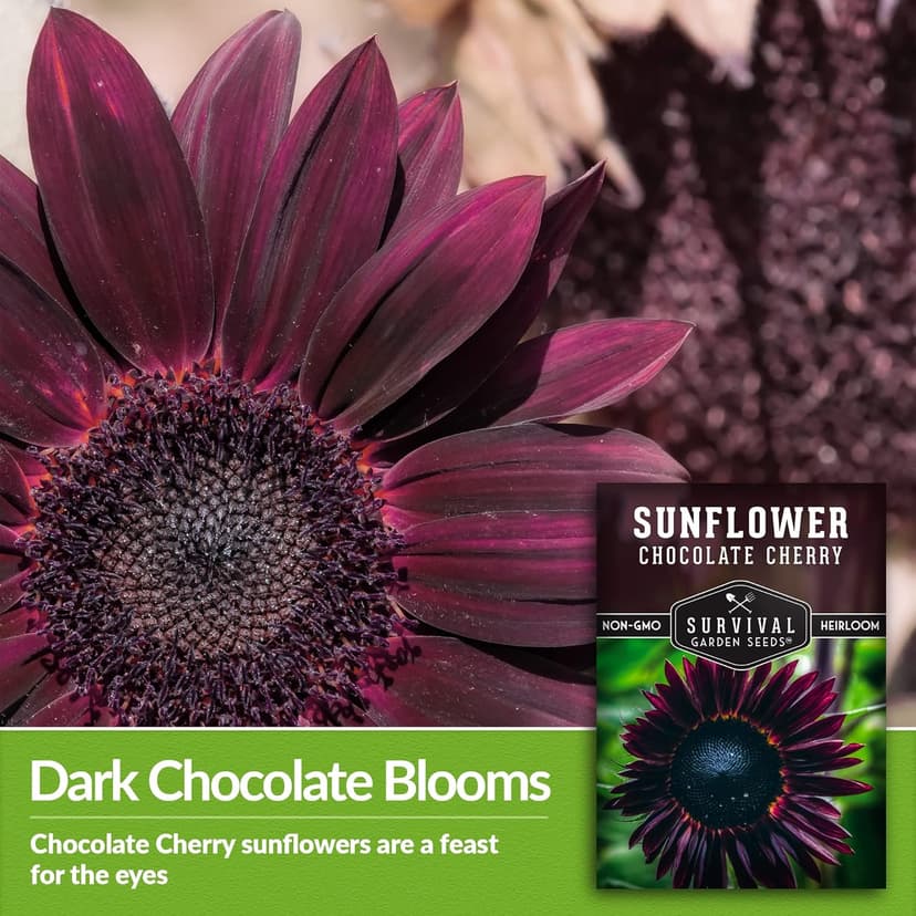 Survival Garden Seeds Chocolate Cherry Sunflower Seed for Planting - Packet with Instructions to Plant & Grow Beautiful Flowers in Your Home Vegetable & Flower Garden - Non-GMO Heirloom Variety (1)