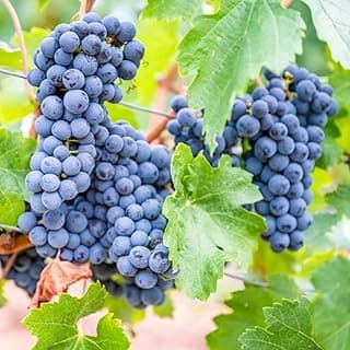 50+ Grape Seeds Vine Fruit Seed Fruit Plant Home Garden Non-GMO Seeds Home Garden