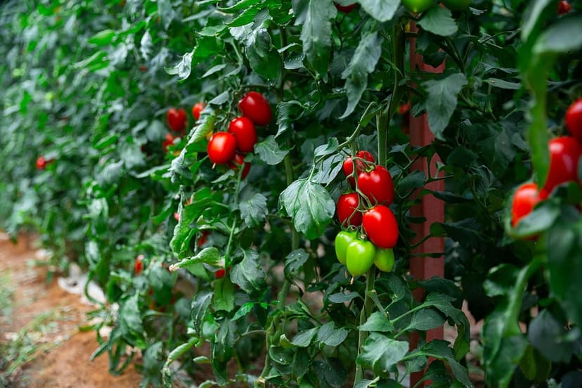 300+ Roma Tomato Seeds - Heirloom Non-GMO USA Grown Premium Seeds for Planting by RDR Seeds