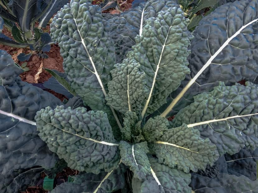 1000 Black Tuscan Lacinato Kale Seeds for Planting AKA Dinosaur Kale Heirloom Non GMO 3.5+ Grams Garden Vegetable Bulk Survival