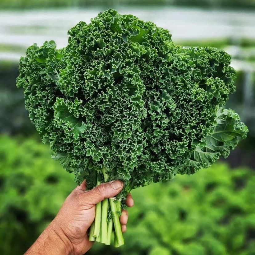 1000 Seeds Kale Seeds for Planting, Heirloom, Non-GMO Vegetable Variety - Great for Indoor, Outdoor Open Pollinated