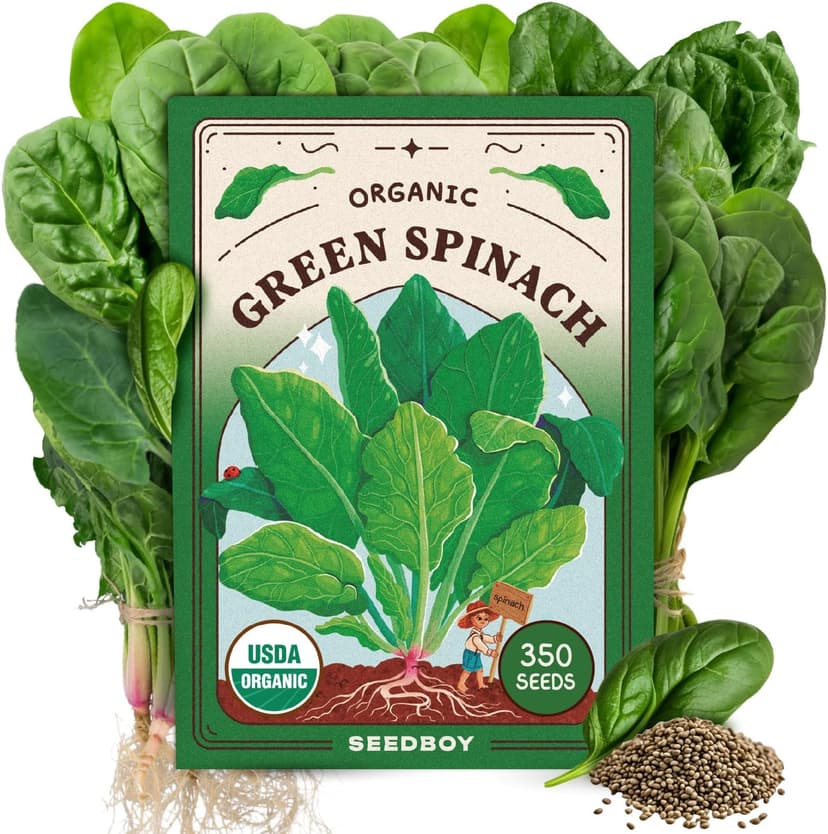 Organic Spinach Seeds for Indoor Gardening or Planting Outdoors, Non-GMO and USDA Certified Vegetable Seed Packets, 350 Seeds/4 Grams (Bloomsdale Spinach)