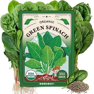 Organic Spinach Seeds for Indoor Gardening or Planting Outdoors, Non-GMO and USDA Certified Vegetable Seed Packets, 350 Seeds/4 Grams (Bloomsdale Spinach)
