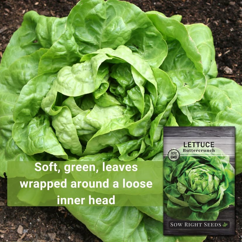 Sow Right Seeds - Buttercrunch Lettuce Seeds for Planting - Non-GMO Heirloom Packet with Instructions to Plant a Home Vegetable Garden - Outdoors or Hydroponics Indoors - Heat Tolerant Variety (1)