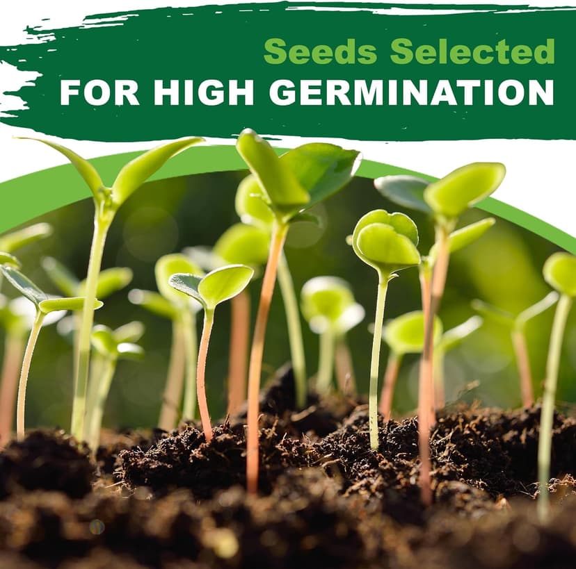 Oregano Seeds for Planting, 3000+ Non-GMO Heirloom Seeds, 500mg, Open Pollinated Perennial Herb, Origanum vulgare, for Indoor & Outdoor Gardens, Qty 1