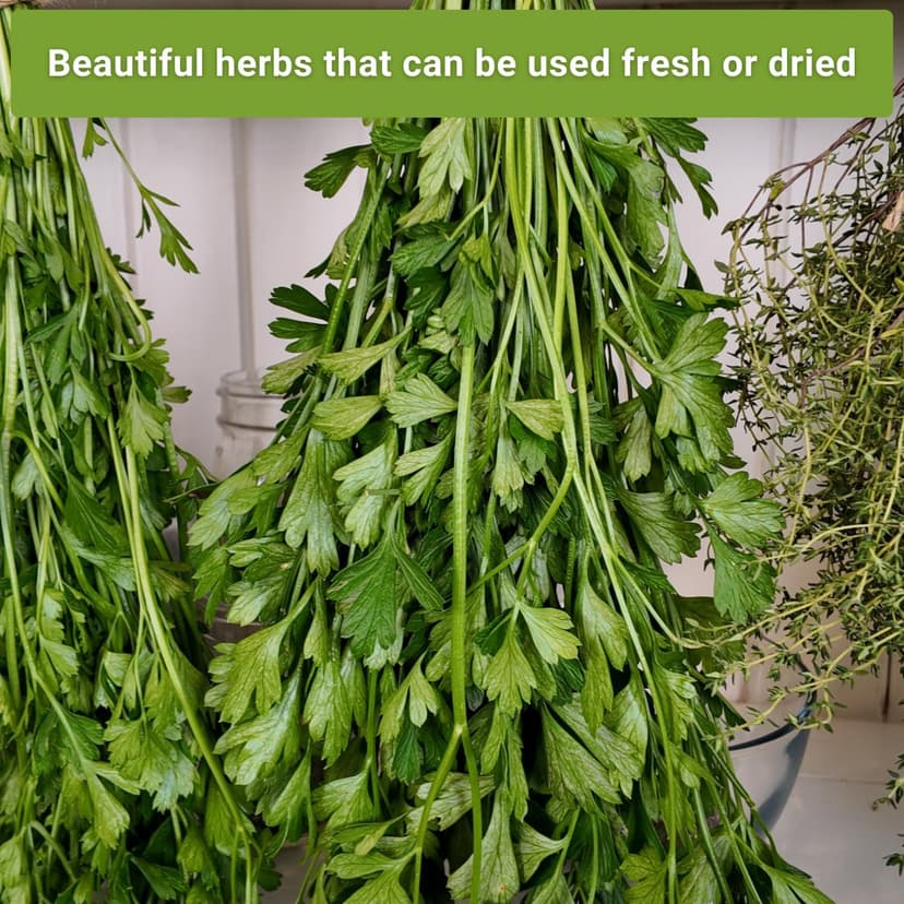 Sow Right Seeds - Flat and Curly Leaf Parsley Seed Collection for Planting - Non-GMO Heirloom Packet with Instructions to Plant and Grow a Kitchen Herb Garden - Indoors or Outdoors - Culinary Garnish