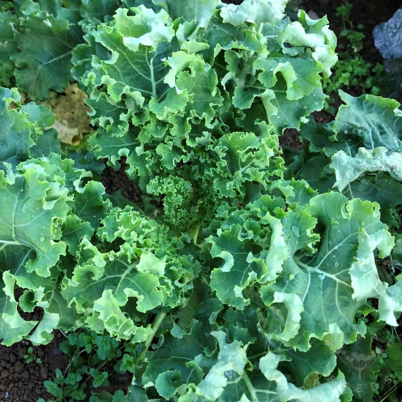 1000 Seeds Kale Seeds for Planting, Heirloom, Non-GMO Vegetable Variety - Great for Indoor, Outdoor Open Pollinated
