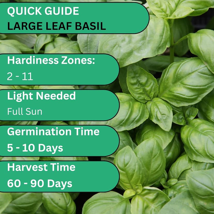 Italian Large Leaf Basil Seeds for Planting - Over 2,900 Heirloom Non-GMO Italian Basil Seeds - Beginner Friendly Seed for Planting Herbs at Home, Outdoors, Indoors or Hydroponics