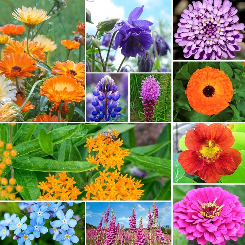 Wildflower Seeds Hummingbird and Butterfly Mix 1 Ounce, No Filler, 24 Varieties Flowers Seeds to Plant Outside, Annual Perennial, Bulk Resealable Package