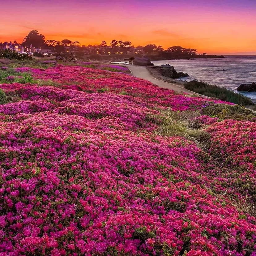 1000+ Magic Pink Creeping Thyme Seeds for Planting Ground Cover Plants Heirloom Flowers Perennial Thyme Non-GMO Thymus Serpyllum Seed